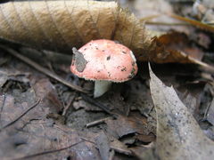 Russula