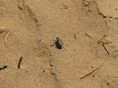 Cicindela scutellaris lecontei