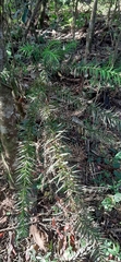 Araucaria angustifolia