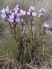 Gentianella foliosa