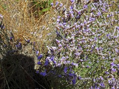 Limonium californicum