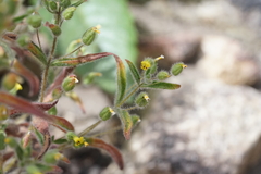 Mimetanthe pilosa