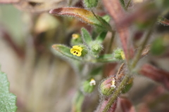 Mimetanthe pilosa
