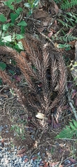 Araucaria angustifolia