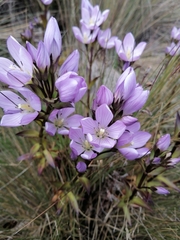 Gentianella foliosa