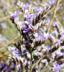 Limonium californicum
