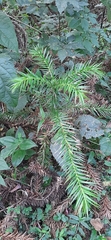Araucaria angustifolia
