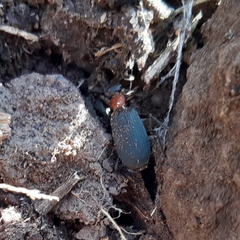 Galerita collaris