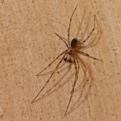 Nesticidae