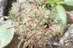 Mimetanthe pilosa