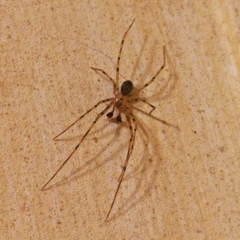 Nesticidae