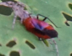 Tropidosteptes cardinalis