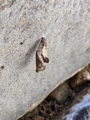 Acleris nivisellana