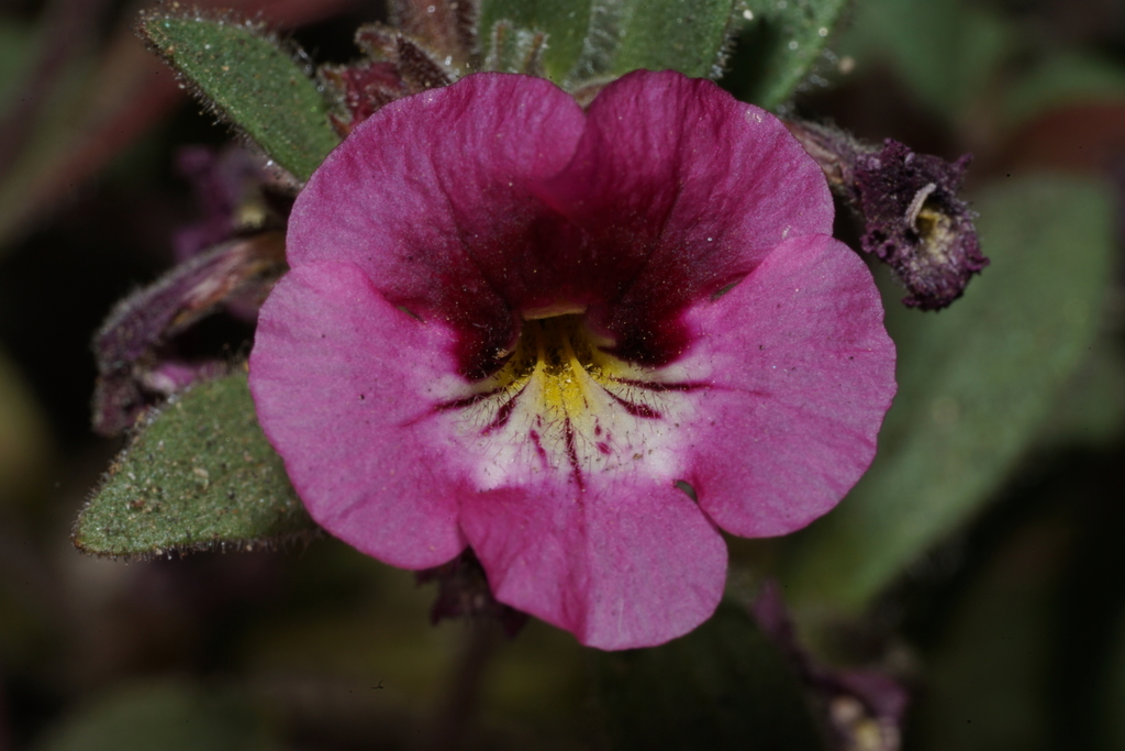 Dense fruited monkeyflower