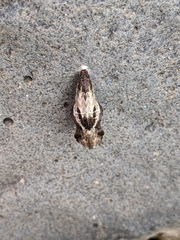 Acleris nivisellana