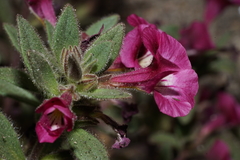 Diplacus constrictus