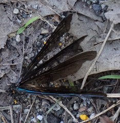 Calopteryx maculata