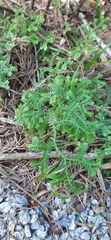 Selaginella