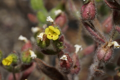 Mimetanthe pilosa