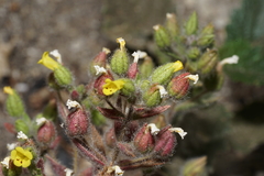 Mimetanthe pilosa