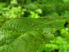 Caryomyia striolata