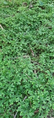 Selaginella