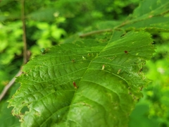 Caryomyia striolata