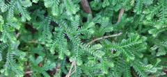 Selaginella