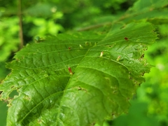 Caryomyia striolata