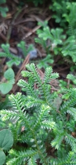 Selaginella