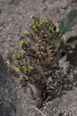 Mimetanthe pilosa