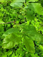 Caryomyia striolata