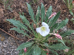 Oenothera cespitosa