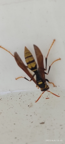 Avispa papelera de vientre amarillo