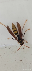 Polistes xanthogaster