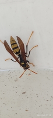 Polistes xanthogaster