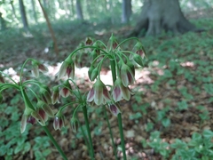 Allium siculum
