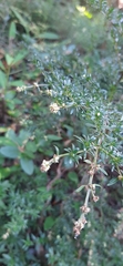 Magnoliopsida