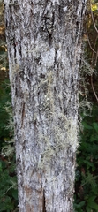 Usnea