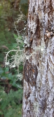 Usnea