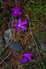 Pinguicula oblongiloba