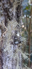 Usnea