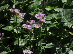 Cardamine raphanifolia