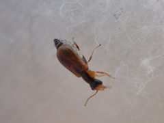 Attalus scincetus