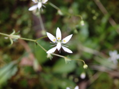 Micranthes clusii lepismigena
