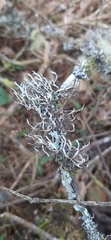 Fungi