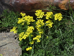 Erysimum rhaeticum