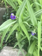 Tradescantia × andersoniana