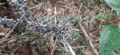 Fungi