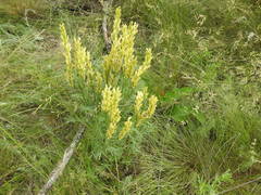 Astragalus asper